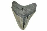 Serrated, Fossil Megalodon Tooth - North Carolina #274780-1